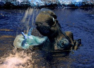 De ce hipopotamii nu mănâncă pește