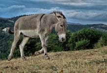 Toți am fost liberi cândva – Poveste inspirațională